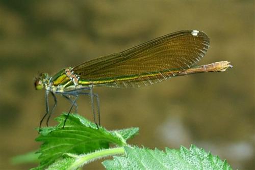 Calopteryx xanthostoma