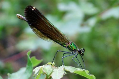Calopteryx virgo