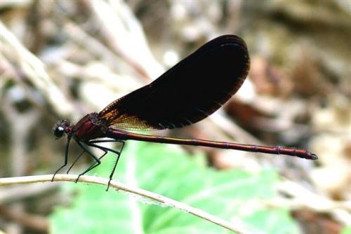 Réf. 2 910 : Calopteryx haemorrhoidalis