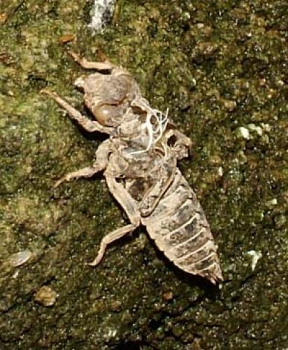 Onychogomphus uncatus