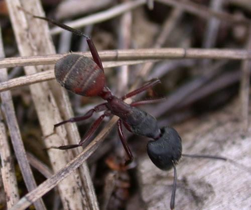 Camponotus cruentatus