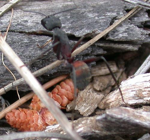 Camponotus cruentatus