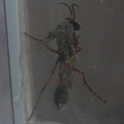 Sceliphron curvatum