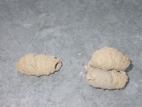 Sceliphron curvatum