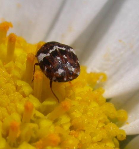 Réf. 2 023 : Anthrenus sp.