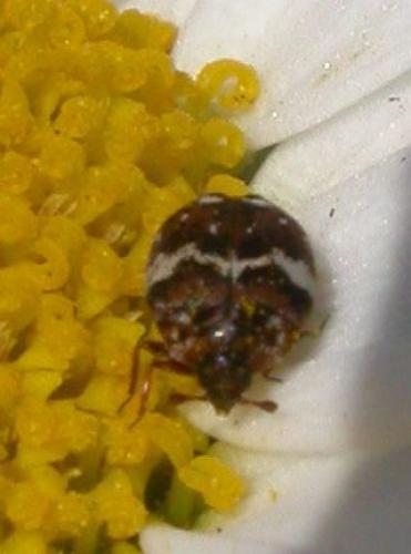 Anthrenus sp.