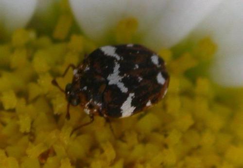 Réf. 2 049 : Anthrenus sp.