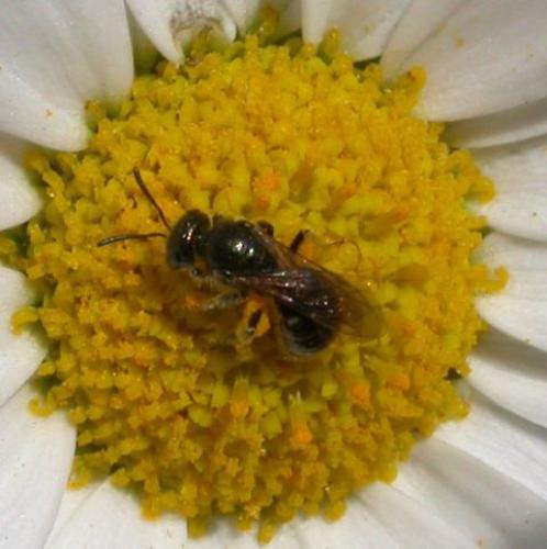 Lasioglossum sp.