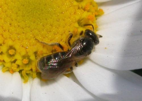 Lasioglossum sp.