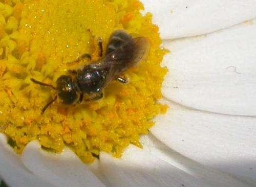 Lasioglossum sp.