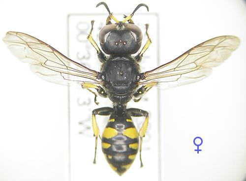 Ectemnius nigritarsus