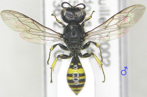 Réf. 2 875 : Ectemnius nigritarsus