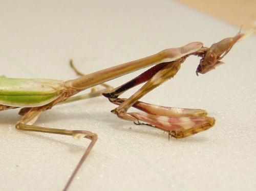 Réf. 2 962 : Empusa pennata