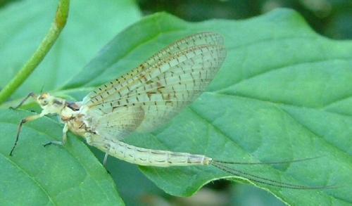 Ephemera danica