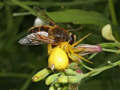 Eristalis tenax