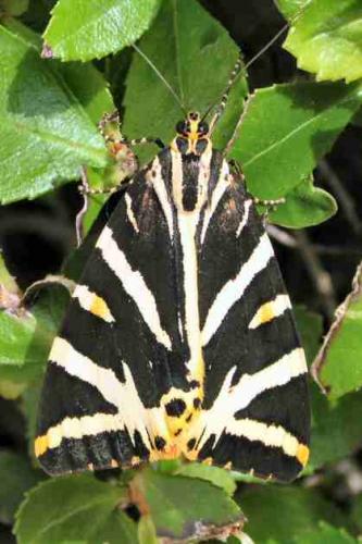 Euplagia quadripunctaria