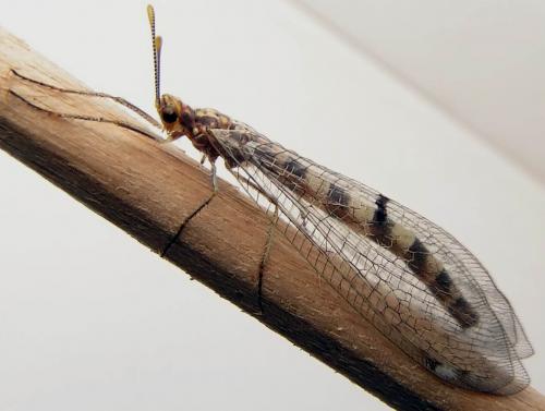 Réf. 2 490 : Megistopus flavicornis