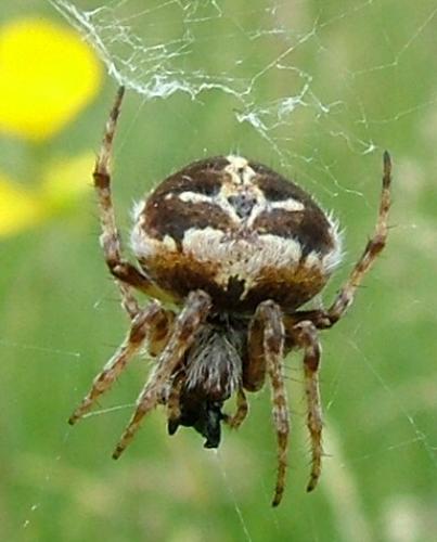 Agalenatea redii