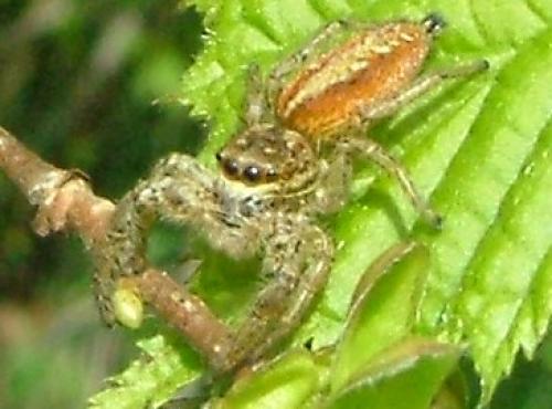 Réf. 2 985 : Marpissa pomatia