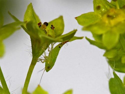 Fieberiella florii