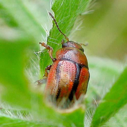 Gonioctena olivacea