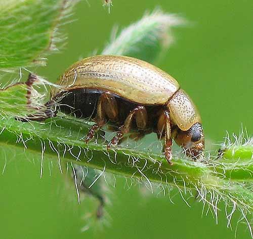 Gonioctena olivacea