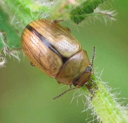 Gonioctena olivacea