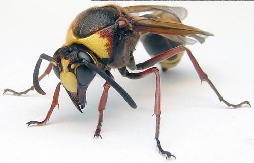 Réf. 2 509 : Delta unguiculatum