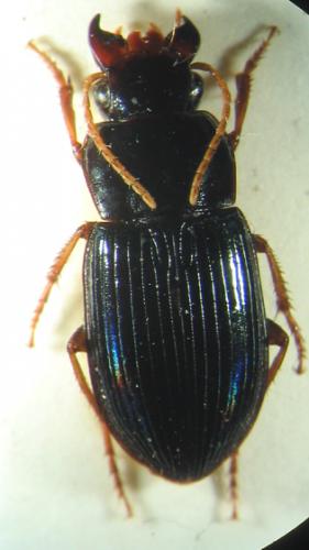 Réf. 2 397 : Harpalus sp.
