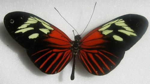 Heliconius erato erato