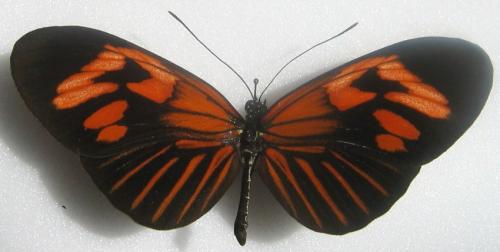 Deux Heliconius? [Heliconius erato erato et Heliconius numatus silvana] Heliconius_sp__3_2