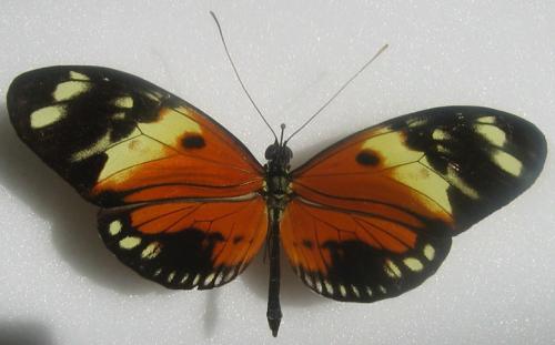 Deux Heliconius? [Heliconius erato erato et Heliconius numatus silvana] Heliconius_sylva