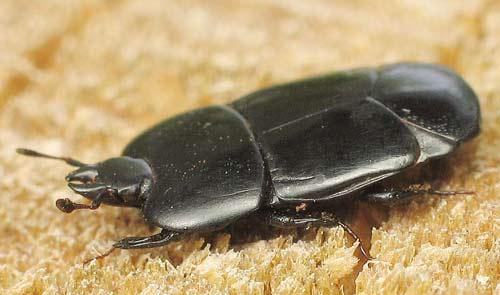Réf. 2 894 : Hololepta plana