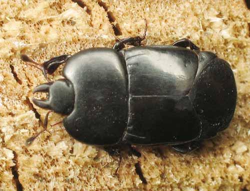 Réf. 2 895 : Hololepta plana