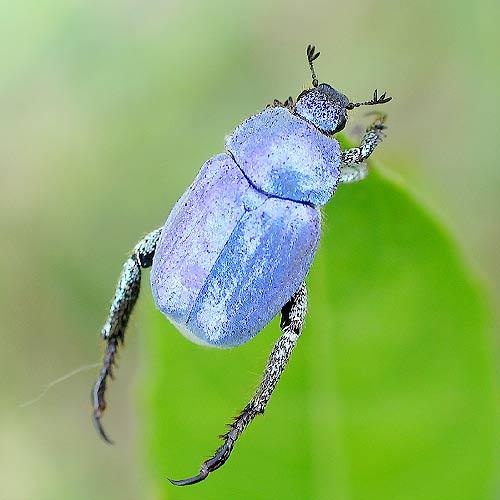 Réf. 2 436 : Hoplia coerulea