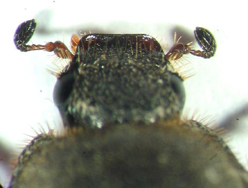 Réf. 2 748 : Hoplia argentea