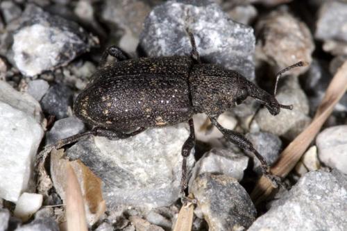 Hylobius abietis