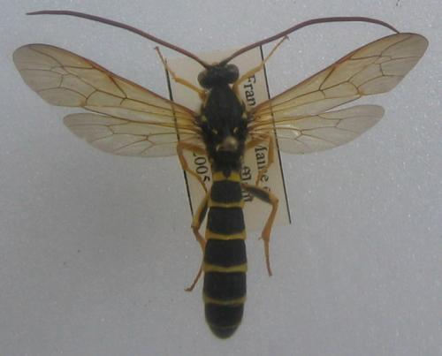 Metopius sp.