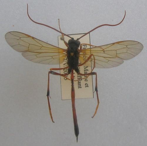 Therion sp.