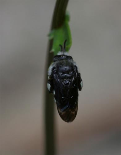 Thyreus orbatus