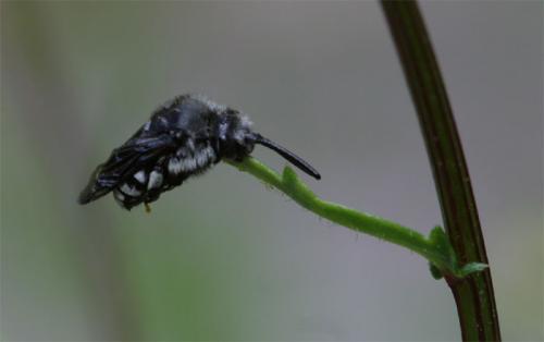 Thyreus orbatus