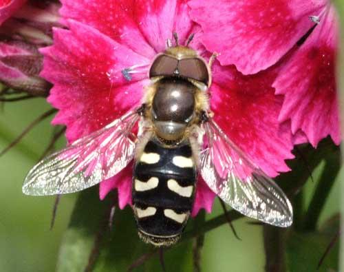 Réf. 2 082 : Scaeva pyrastri