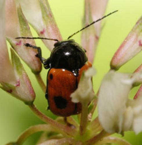 Réf. 2 150 : Cryptocephalus bipunctatus