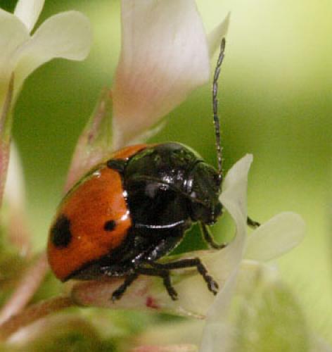Réf. 2 149 : Cryptocephalus bipunctatus