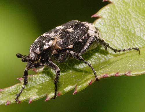 Valgus hemipterus