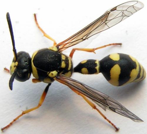 Réf. 2 390 : Eumenes sp.