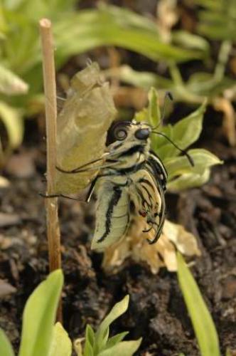 Papilio machaon
