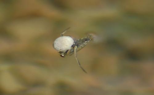 Notonecta sp.
