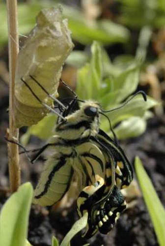 Papilio machaon