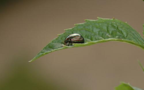 Chrysolina americana